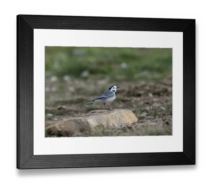 Framed Print : White Wagtail Motacilla alba Spain winter Framed Print : White Wagtail Motacilla alba Spain winter