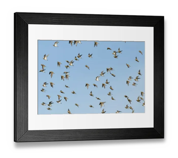 Framed Print : Golden Plover Pluvialis apricaria Cley Norfolk winter Framed Print : Golden Plover Pluvialis apricaria Cley Norfolk winter