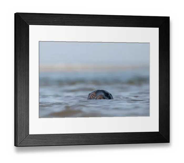 Framed Print : Grey Seal Halichoerus grypus Blakeney Point Norfolk autumn Framed Print : Grey Seal Halichoerus grypus Blakeney Point Norfolk autumn