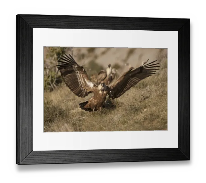 Framed Print : Griffon Vulture Gyps fulvus Catalonian Pyrenees Spain winter Framed Print : Griffon Vulture Gyps fulvus Catalonian Pyrenees Spain winter