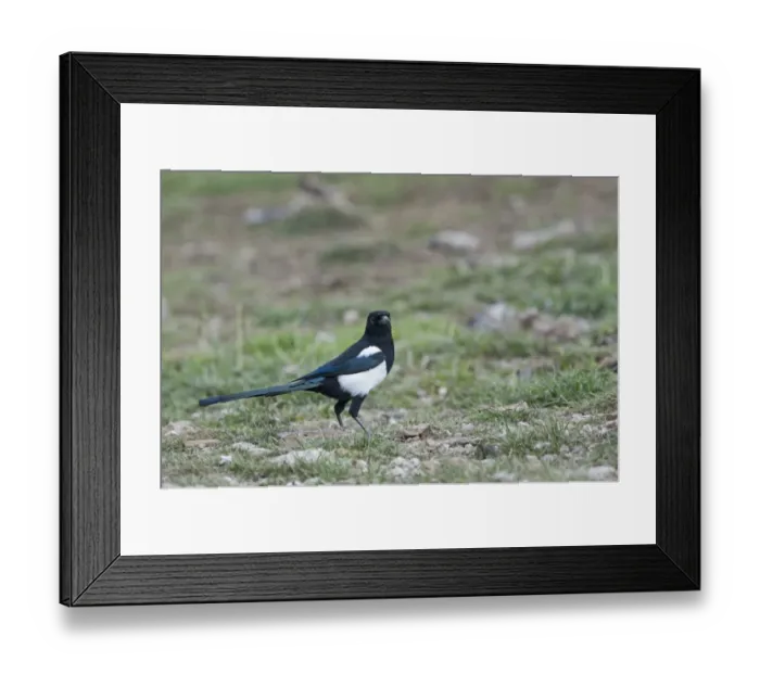 Framed Print : Magpie Pica pica Spain winter Framed Print : Magpie Pica pica Spain winter