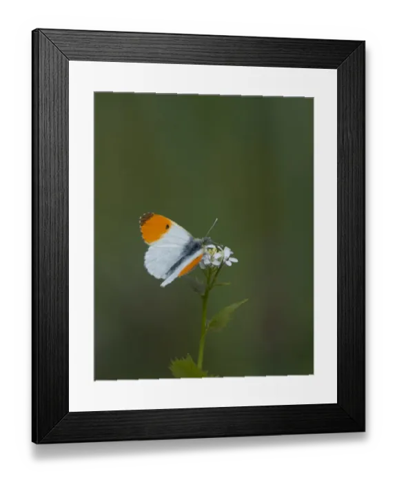 Framed Print : Orange Tip Butterfly Ferry Wood Norfolk Framed Print : Orange Tip Butterfly Ferry Wood Norfolk