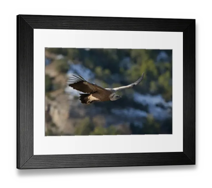 Framed Print : Griffon Vulture Gyps fulvus Catalonian Pyrenees Spain winter Framed Print : Griffon Vulture Gyps fulvus Catalonian Pyrenees Spain winter