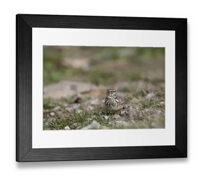 Framed Print : Crested Lark Spain winter Framed Print : Crested Lark Spain winter