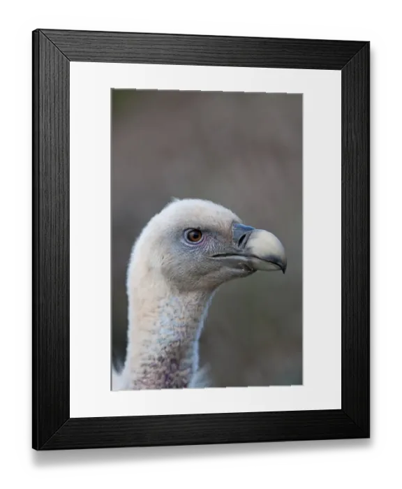 Framed Print : Griffon Vulture Gyps fulvus Catalonian Pyrenees Spain winter Framed Print : Griffon Vulture Gyps fulvus Catalonian Pyrenees Spain winter