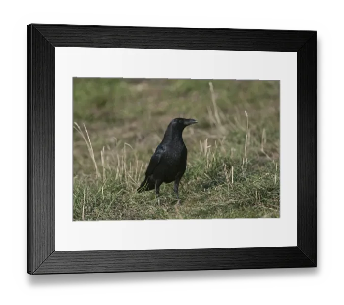 Framed Print : Carrion Crow Corvus corone Spain winter Framed Print : Carrion Crow Corvus corone Spain winter