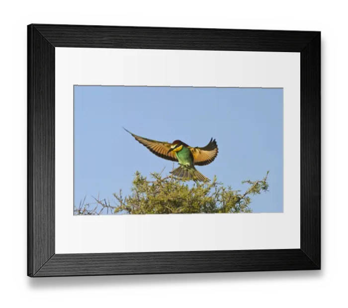 Framed Print : Bee-eater Merops apiaster Spanish Steppes Spain May Framed Print : Bee-eater Merops apiaster Spanish Steppes Spain May