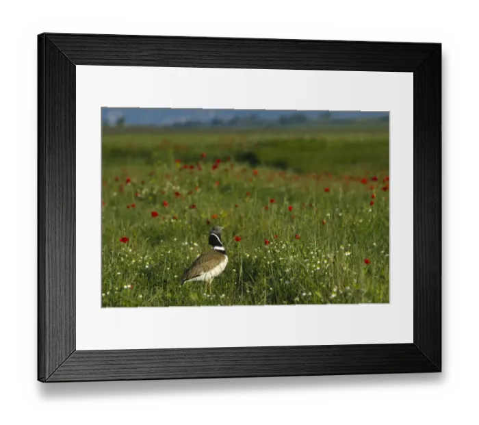 Framed Print : Little Bustard Tetrax tetrax male displayng on Spanish Steppes Spain May