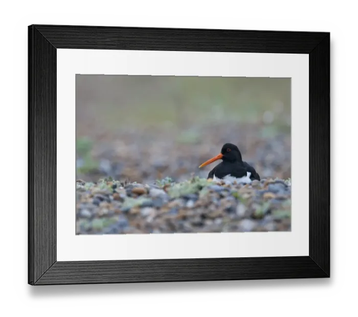 Framed Print : Oystercatcher Haematopus ostralegus on nest Cley Norfolk spring