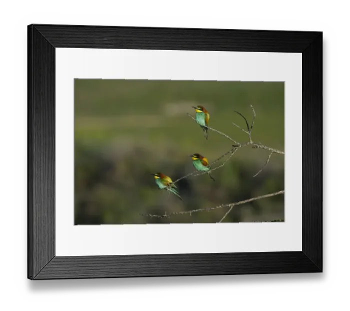 Framed Print : Bee-eater Merops apiaster Spanish Steppes Spain May Framed Print : Bee-eater Merops apiaster Spanish Steppes Spain May