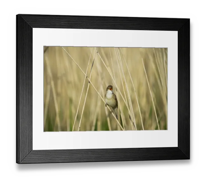 Framed Print : Reed Warbler Acrocephalus cirpaceus Cley Norfolk spring Framed Print : Reed Warbler Acrocephalus cirpaceus Cley Norfolk spring