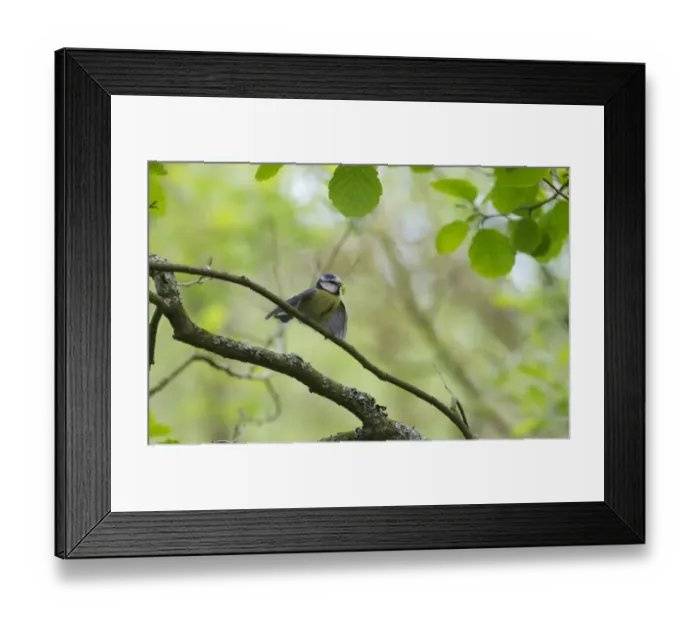 Framed Print : Blue Tit Parus caeruleus with caterpillar for chicks Ferry Wood Norfolk summer Framed Print : Blue Tit Parus caeruleus with caterpillar for chicks Ferry Wood Norfolk summer