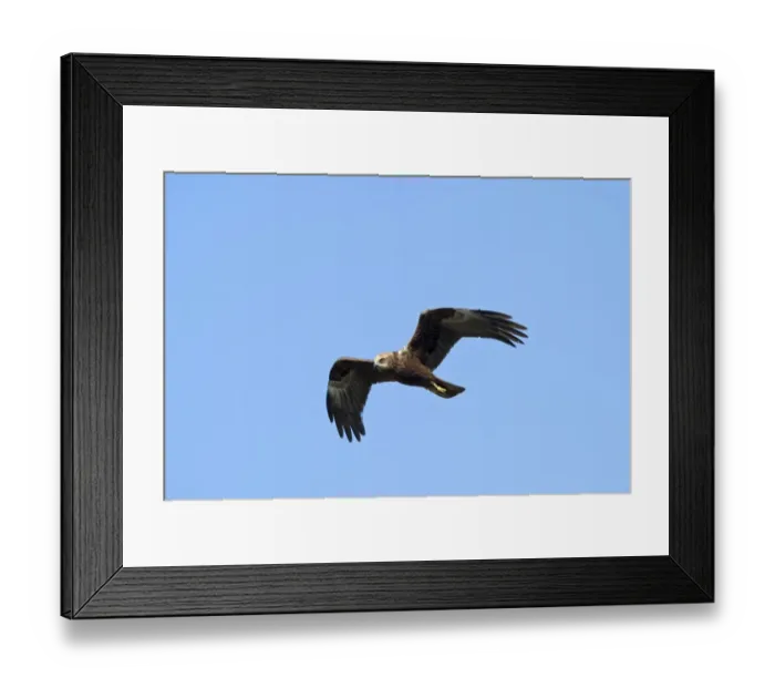 Framed Print : Marsh Harrier Circus cyaneus Norfolk spring Framed Print : Marsh Harrier Circus cyaneus Norfolk spring