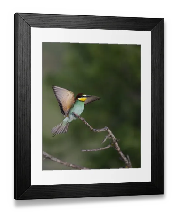 Framed Print : European Bee-eater Merops aplaster Spain June Framed Print : European Bee-eater Merops aplaster Spain June