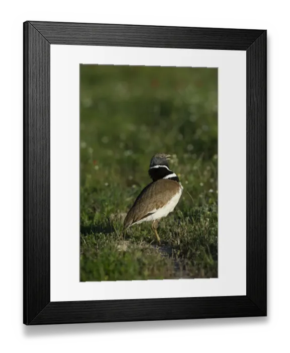 Framed Print : Little Bustard Tetrax tetrax male displaying on Spanish Steppes Spain May Framed Print : Little Bustard Tetrax tetrax male displaying on Spanish Steppes Spain May