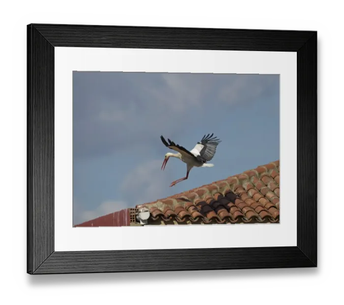 Framed Print : White Stork Ciconia ciconia landing on roof Alfaro Spain Framed Print : White Stork Ciconia ciconia landing on roof Alfaro Spain