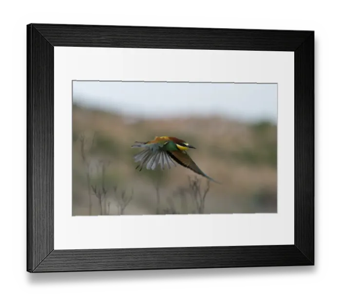 Framed Print : Bee-eater Merops apiaster Spanish Steppes Spain May Framed Print : Bee-eater Merops apiaster Spanish Steppes Spain May