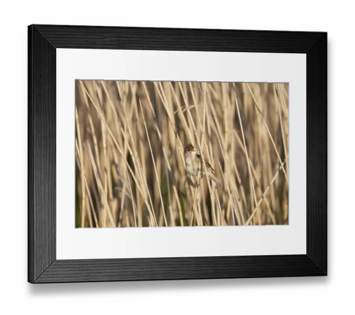 Framed Print : Reed Warbler Acrocephalus scirpaceus Cley Norfolk spring Framed Print : Reed Warbler Acrocephalus scirpaceus Cley Norfolk spring