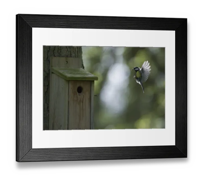 Framed Print : Great Tit Parus major arriving at nest box Ferry Wood Norfolk Framed Print : Great Tit Parus major arriving at nest box Ferry Wood Norfolk