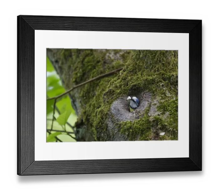 Framed Print : Blue Tit Parus caeruleus with foecal sac Ferry Wood Norfolk spring Framed Print : Blue Tit Parus caeruleus with foecal sac Ferry Wood Norfolk spring
