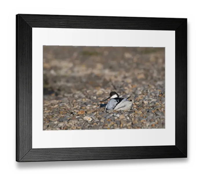 Framed Print : Avocet Recurvirostra avosetta at nest Norfolk spring Framed Print : Avocet Recurvirostra avosetta at nest Norfolk spring