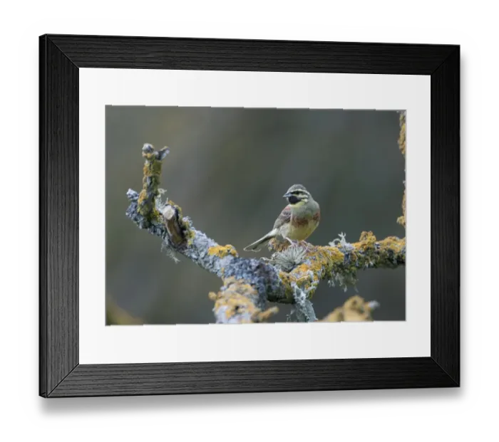Framed Print : Cirl Bunting male Spain spring Framed Print : Cirl Bunting male Spain spring