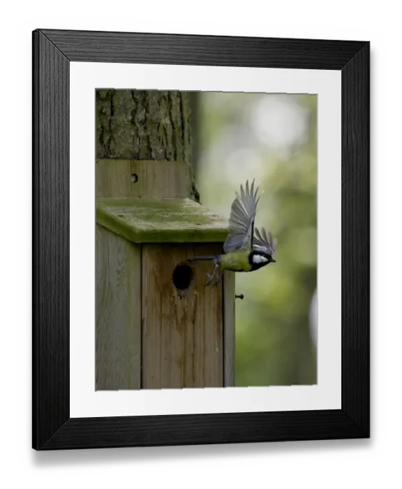 Framed Print : Great Tit Parus major leaving nest box Ferry Wood Norfolk Framed Print : Great Tit Parus major leaving nest box Ferry Wood Norfolk
