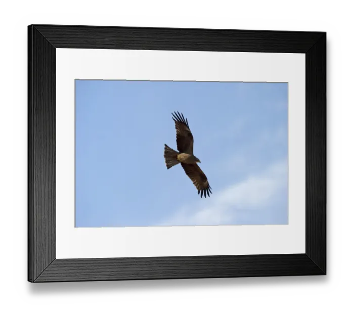 Framed Print : Black Kite Milvus migrans Alfaro Spain June Framed Print : Black Kite Milvus migrans Alfaro Spain June