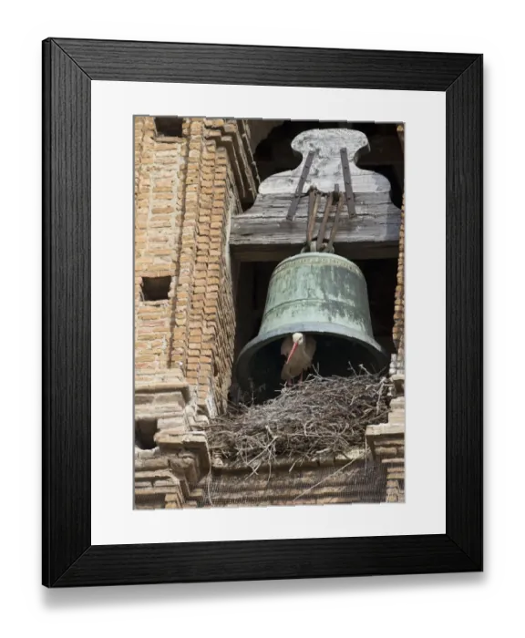 Framed Print : White Stork Ciconia ciconia nesting under cathedral bell Alfaro Spain Framed Print : White Stork Ciconia ciconia nesting under cathedral bell Alfaro Spain