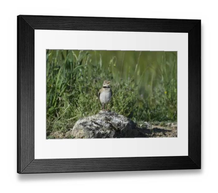 Framed Print : Calandra Lark Melanocorypha calandra Spain spring Framed Print : Calandra Lark Melanocorypha calandra Spain spring
