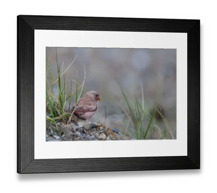 Framed Print : Trumpeter Finch Rhodopechys githaginea vagrant to Cley Norfolk UK spring 2010