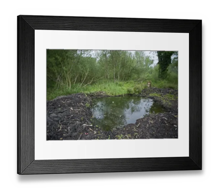 Framed Print : Excavated Pond in Ferry Wood Norfolk Framed Print : Excavated Pond in Ferry Wood Norfolk