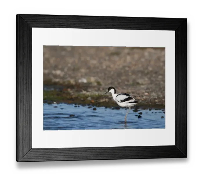 Framed Print : Avocet Recurvirostra avosetta Cley Norfolk spring Framed Print : Avocet Recurvirostra avosetta Cley Norfolk spring