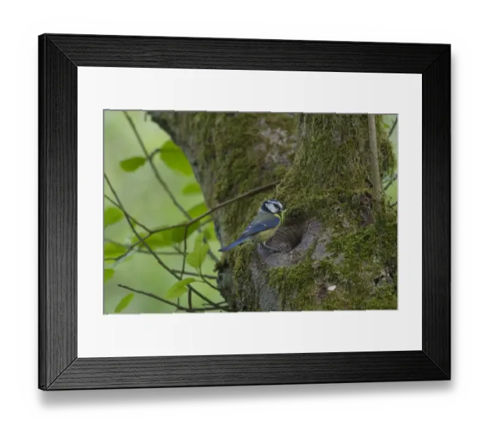 Framed Print : Blue Tit Parus caeruleus at nest hole Ferry Wood Norfolk spring Framed Print : Blue Tit Parus caeruleus at nest hole Ferry Wood Norfolk spring