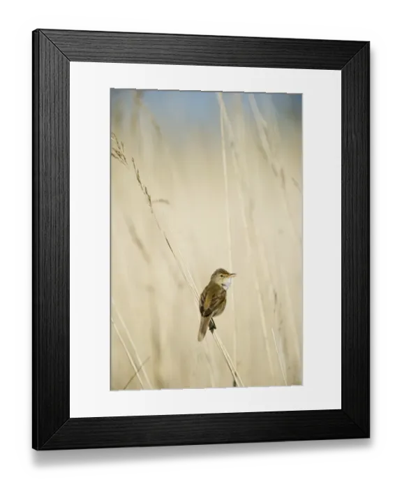 Framed Print : Reed Warbler in song in reed bed in Norfolk Broads spring Framed Print : Reed Warbler in song in reed bed in Norfolk Broads spring