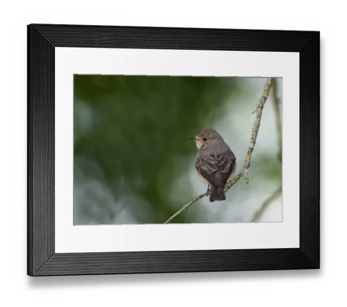 Framed Print : Spotted Flycatcher Muscicapa striata Norfolk spring Framed Print : Spotted Flycatcher Muscicapa striata Norfolk spring