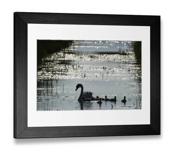 Framed Print : Mute Swan Cygnus olor with cygnets Cley Norfolk summer Framed Print : Mute Swan Cygnus olor with cygnets Cley Norfolk summer