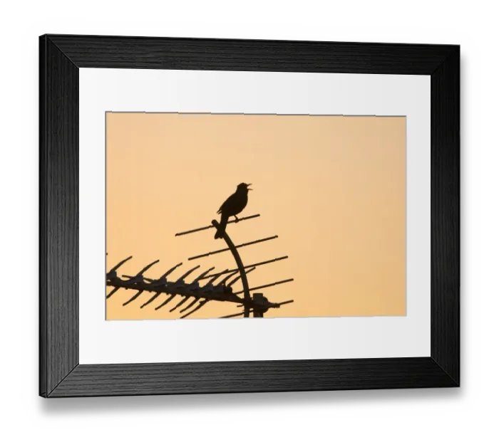 Framed Print : Blackbird Turdus merula in song at dawn in centre of town Holt Norfolk May Framed Print : Blackbird Turdus merula in song at dawn in centre of town Holt Norfolk May