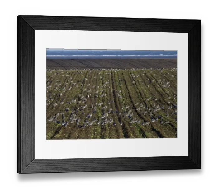 Framed Print : Pink-footed Geese Anser brachyrynchus on cut sugar beet field North Norfolk winter Framed Print : Pink-footed Geese Anser brachyrynchus on cut sugar beet field North Norfolk winter