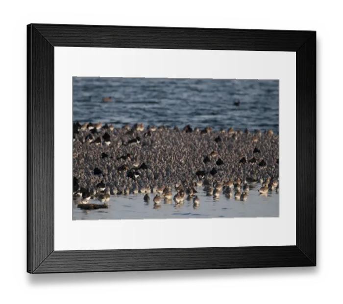 Framed Print : Knot Calidris canutus and a few Oystercatchers at high tide roost on pit at Snettisham Framed Print : Knot Calidris canutus and a few Oystercatchers at high tide roost on pit at Snettisham