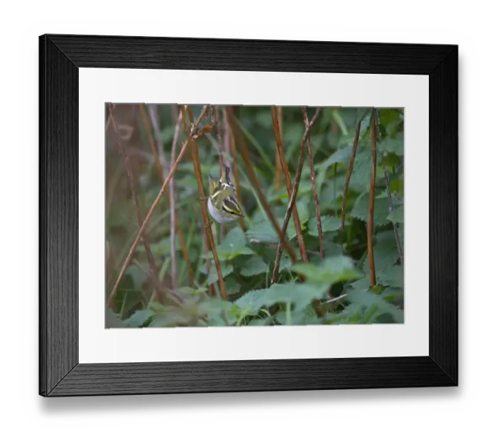 Framed Print : 006656 Framed Print : 006656