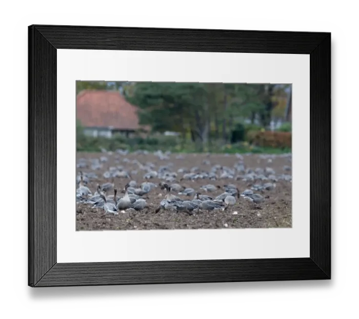 Framed Print : Pink-footed Geese Anser brachyrynchus on cut sugar beet field North Norfolk winter