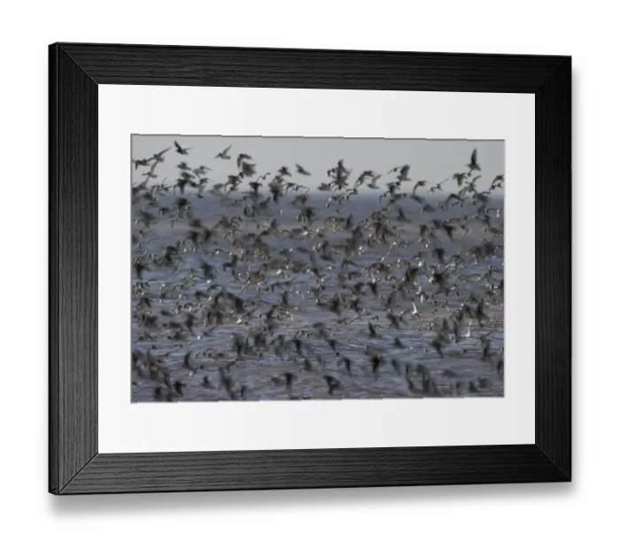 Framed Print : Sanderling Calidris alba and a few Dunlin Calidris alpina on the Wash at Snettisham Framed Print : Sanderling Calidris alba and a few Dunlin Calidris alpina on the Wash at Snettisham