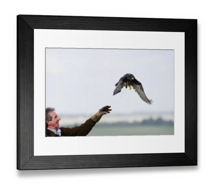 Framed Print : Falconer Alan Van Wynck releasing a Peregrine to hunt partridges Lincolnshire Framed Print : Falconer Alan Van Wynck releasing a Peregrine to hunt partridges Lincolnshire