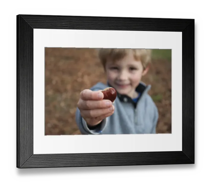 Framed Print : Young boy with Sweet Chestnut Sevenoaks Kent autumn