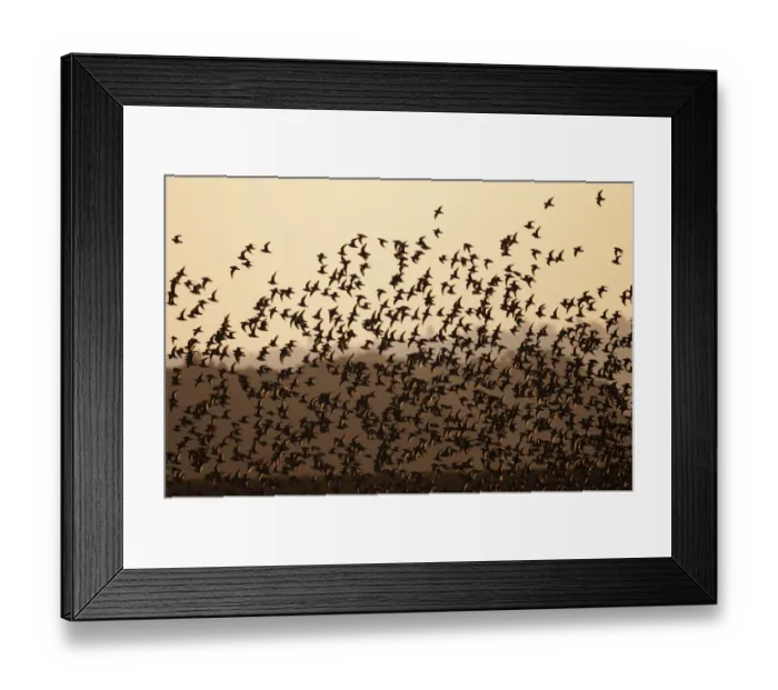 Framed Print : Knot Calidris canutus flock arriving at high tide roost in front of hides at Snettisham Framed Print : Knot Calidris canutus flock arriving at high tide roost in front of hides at Snettisham