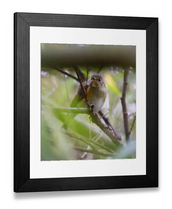 Framed Print : Red-flanked Bluetail, probable 1st w female Waxham Norfolk October 2010