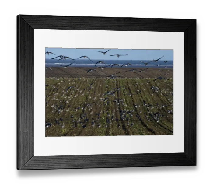 Framed Print : Pink-footed Geese Anser brachyrynchus on cut sugar beet field North Norfolk winter Framed Print : Pink-footed Geese Anser brachyrynchus on cut sugar beet field North Norfolk winter