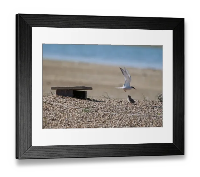 Framed Print : Common Tern and chick Sterna hirundo Rutland Water summer Framed Print : Common Tern and chick Sterna hirundo Rutland Water summer