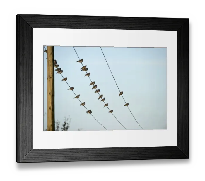 Framed Print : Wood Pigeon Columba palumbus Norfolk winter Framed Print : Wood Pigeon Columba palumbus Norfolk winter